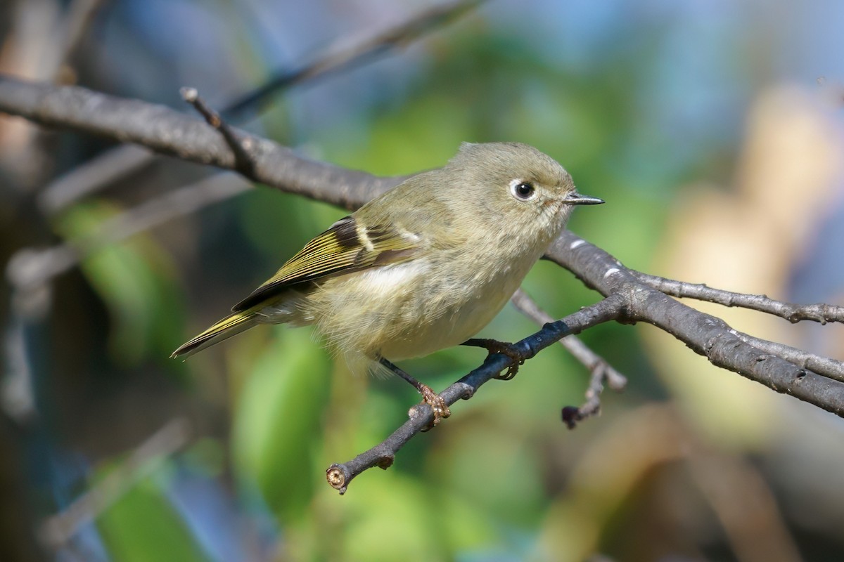 Ruby-crowned Kinglet - ML610632270