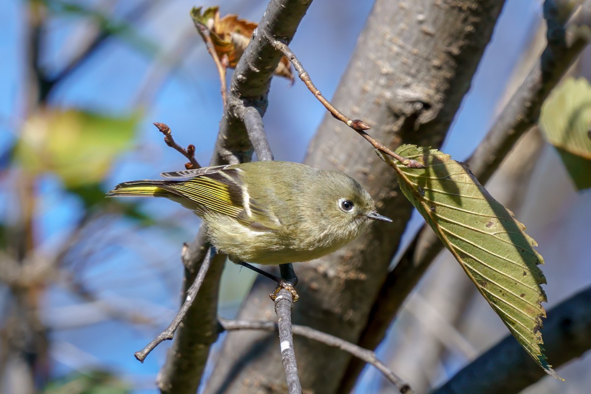 Ruby-crowned Kinglet - ML610632273