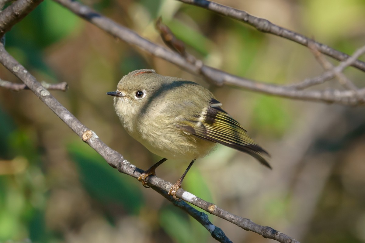 Ruby-crowned Kinglet - ML610632282