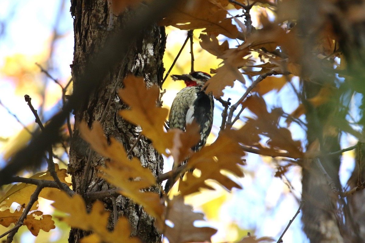 Red-naped Sapsucker - ML610632285