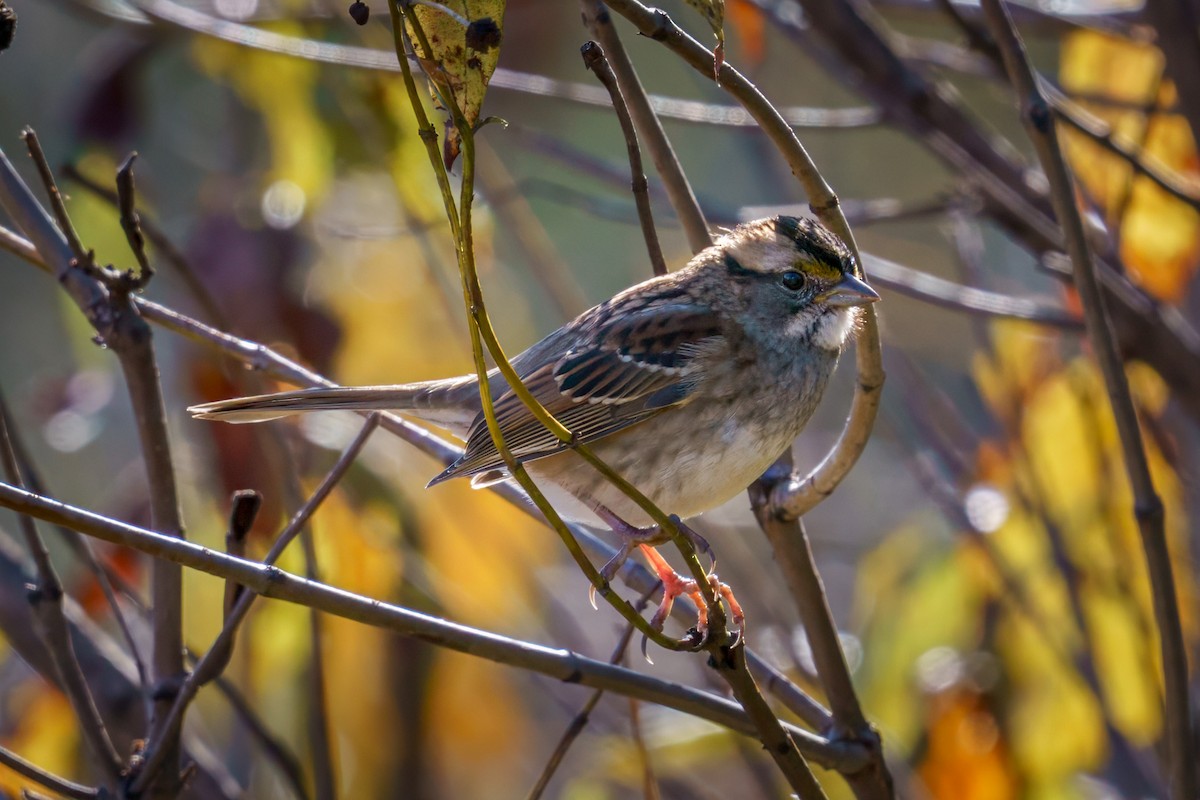 White-throated Sparrow - ML610632289