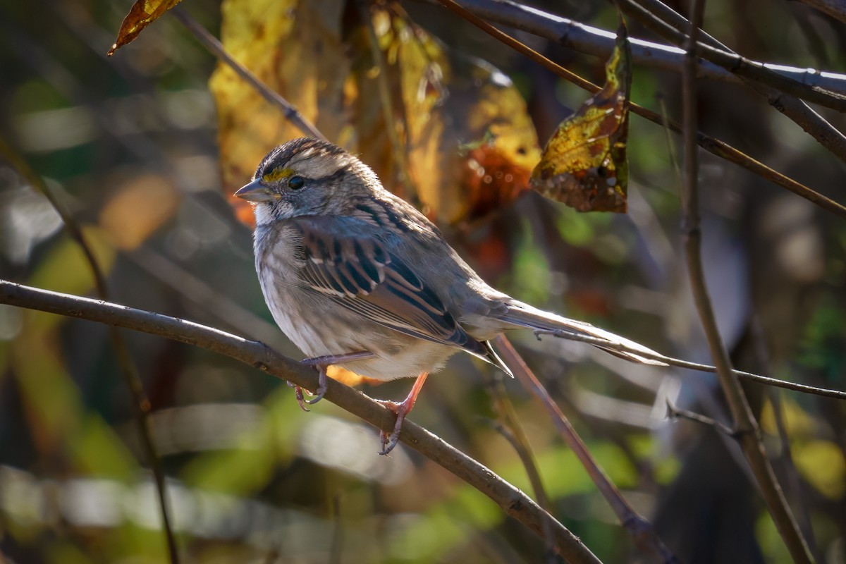 White-throated Sparrow - ML610632294