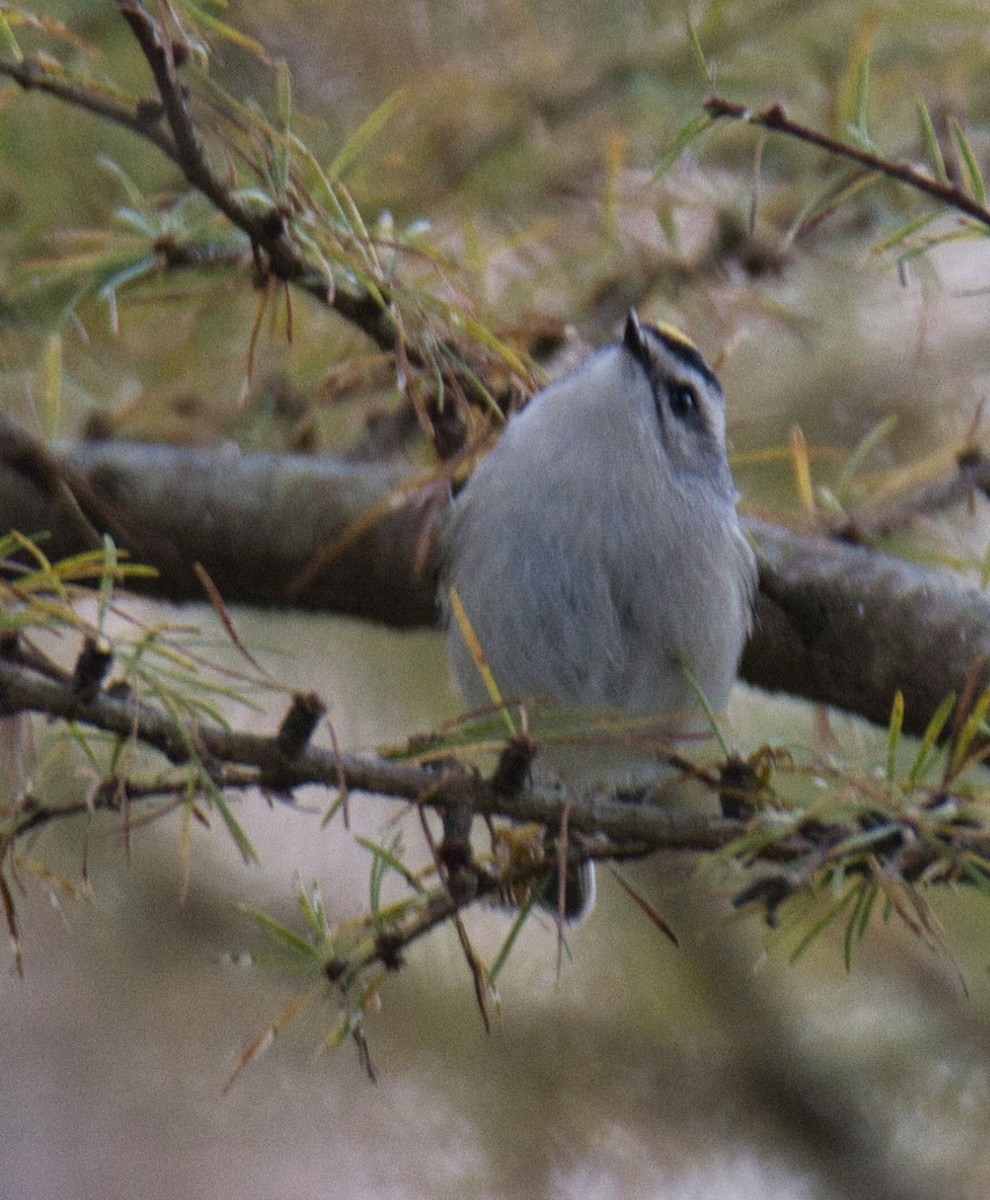 Golden-crowned Kinglet - ML610632296