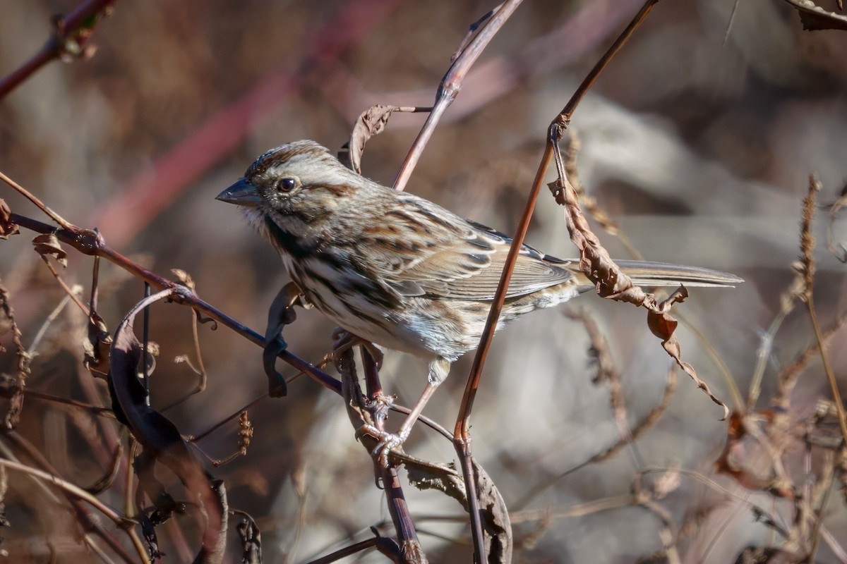 Song Sparrow - ML610632308