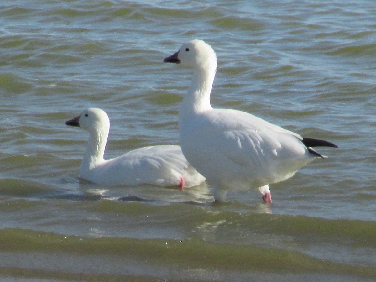 Snow Goose - ML610632315