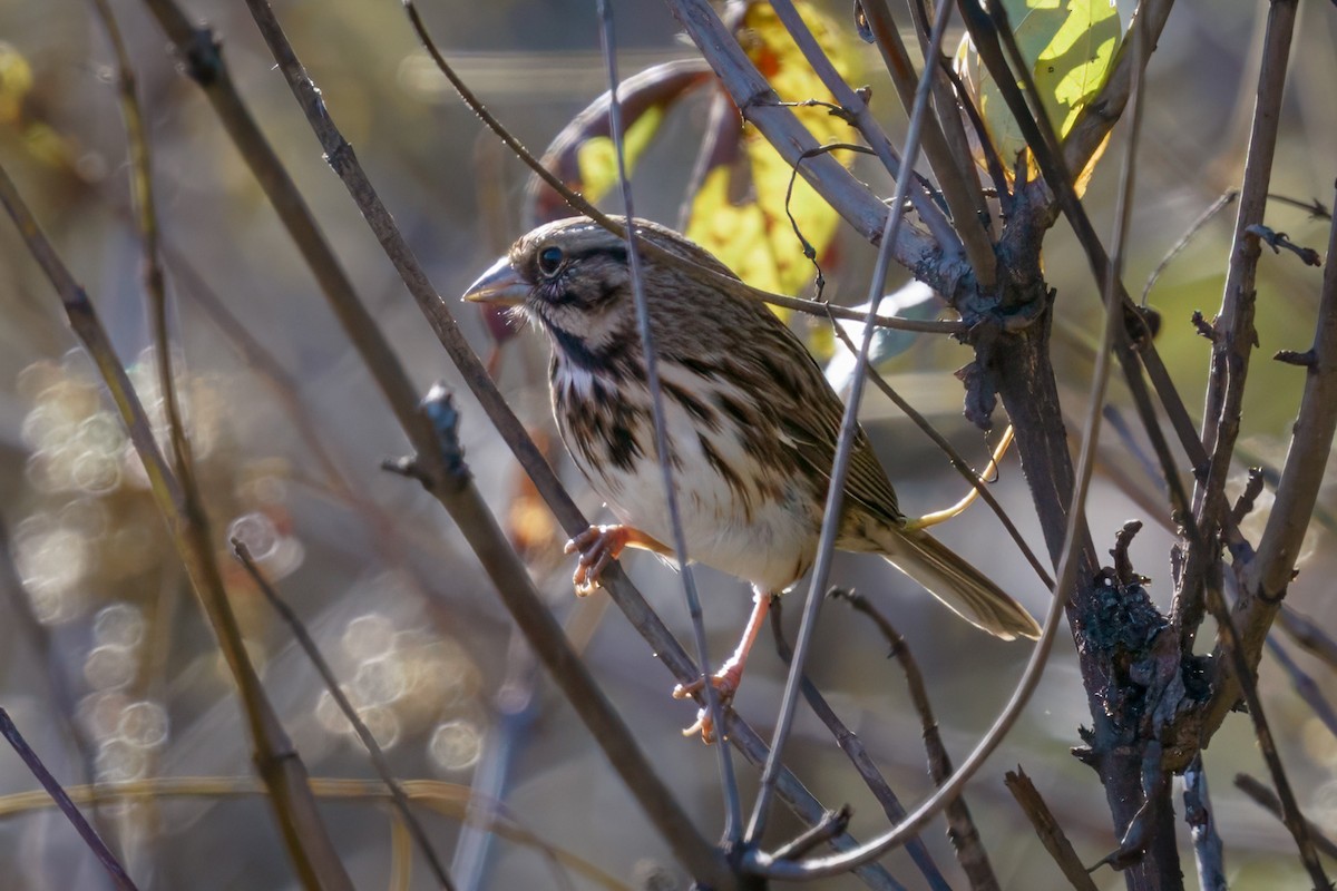 Song Sparrow - ML610632316