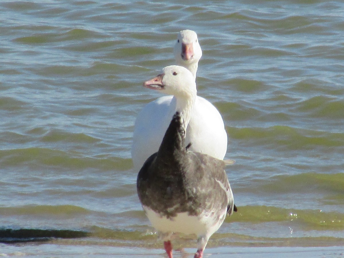 Snow Goose - ML610632317