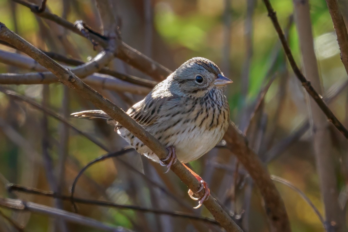 Lincoln's Sparrow - ML610632329