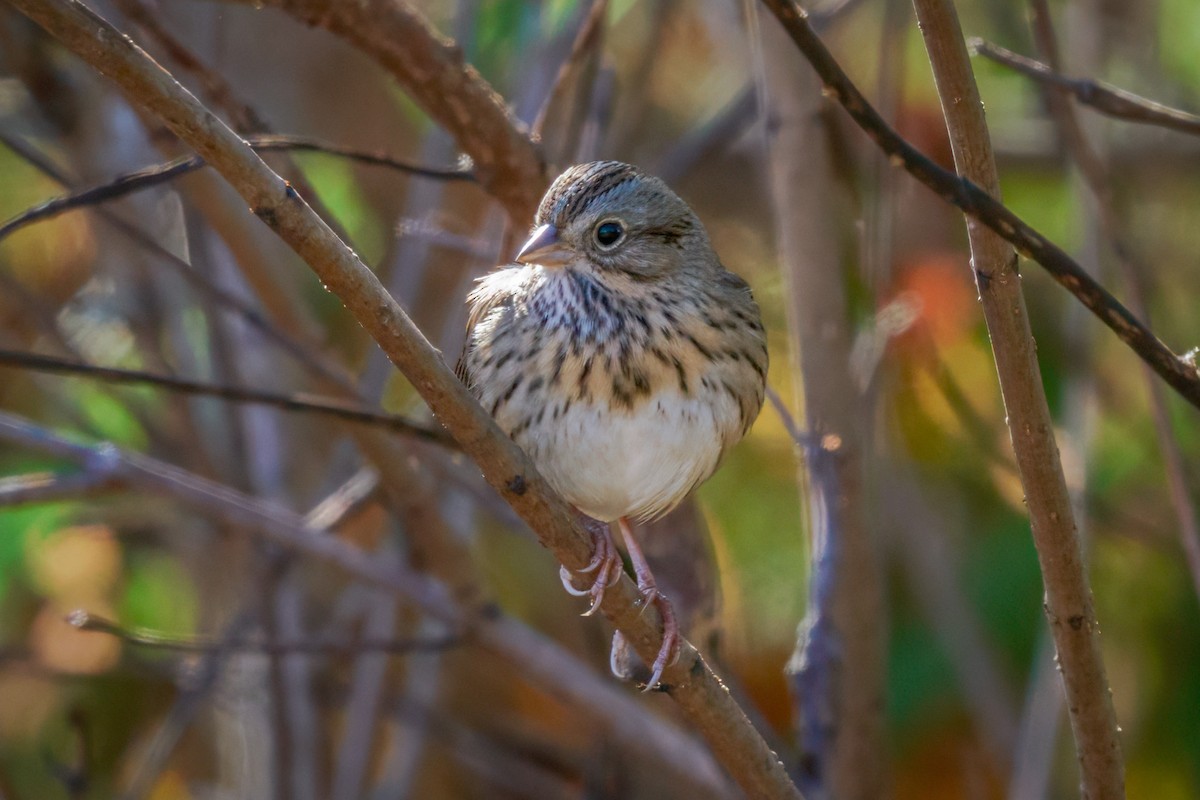 Lincoln's Sparrow - ML610632330