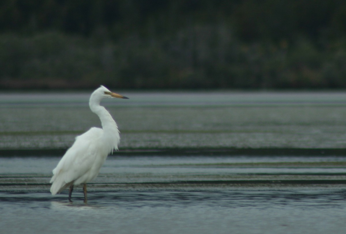 Great Egret - ML610632343