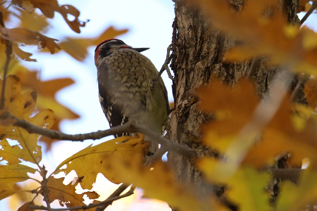 Red-naped Sapsucker - ML610632348
