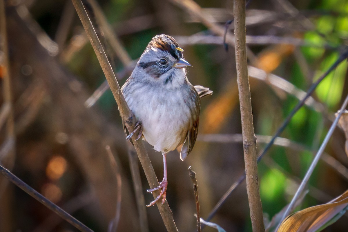 Swamp Sparrow - ML610632355