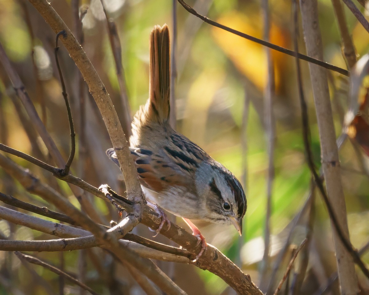 Swamp Sparrow - ML610632362