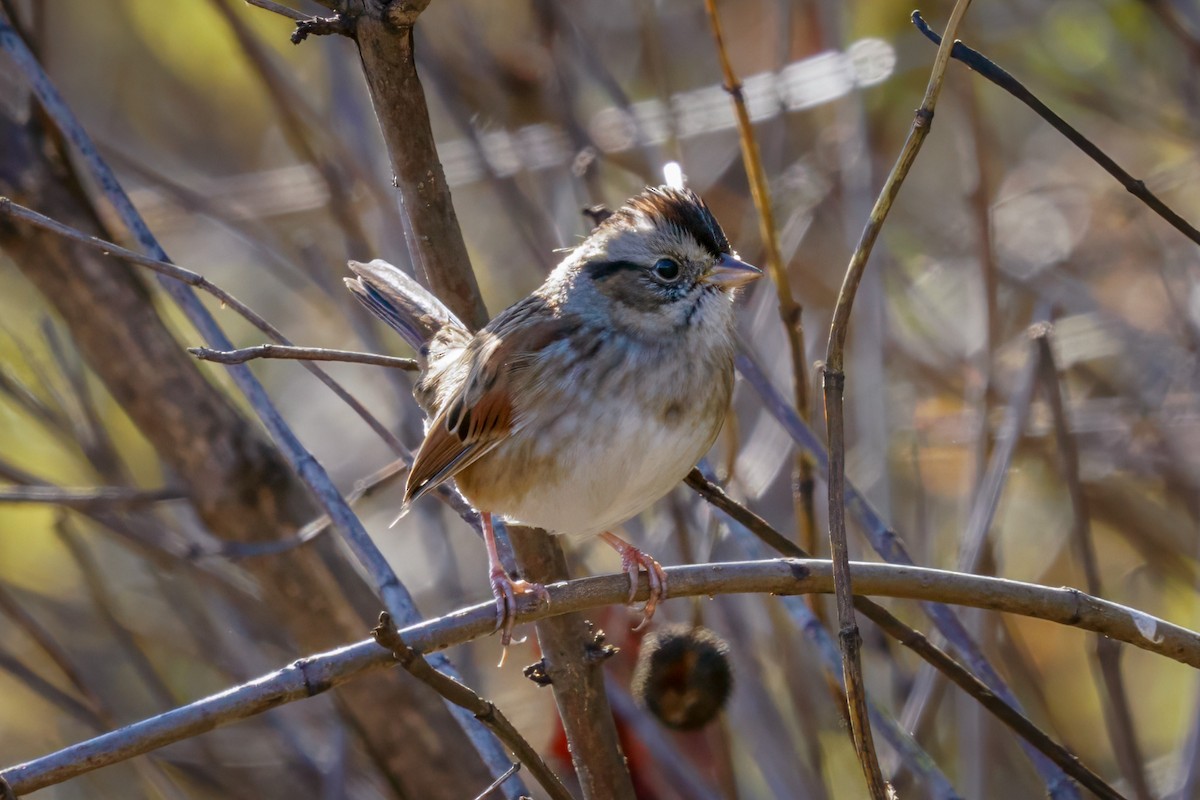 Swamp Sparrow - ML610632366