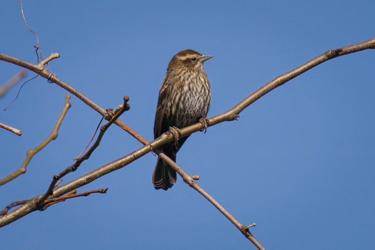 Red-winged Blackbird - ML610632369