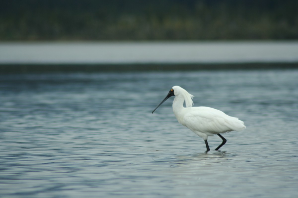 Royal Spoonbill - ML610632370