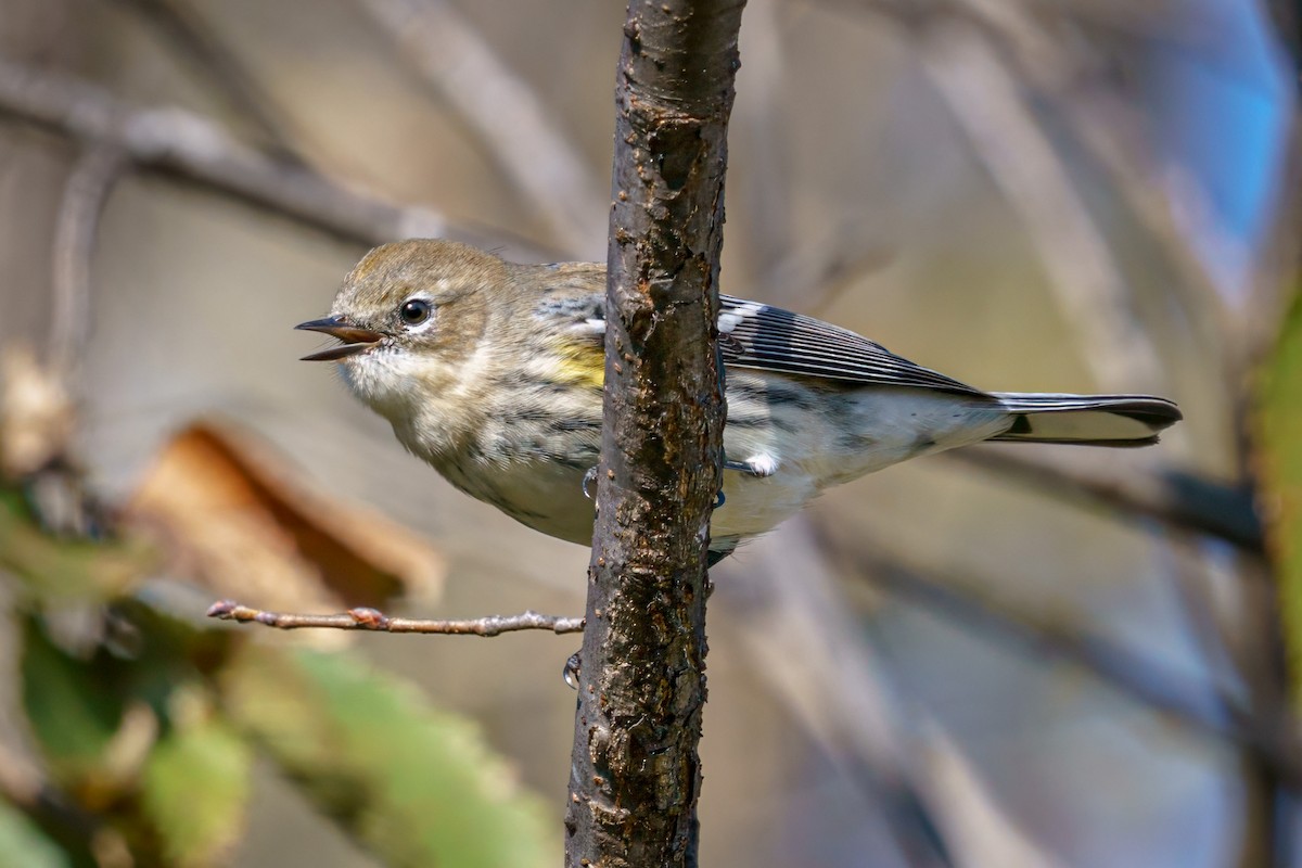 Yellow-rumped Warbler - ML610632374