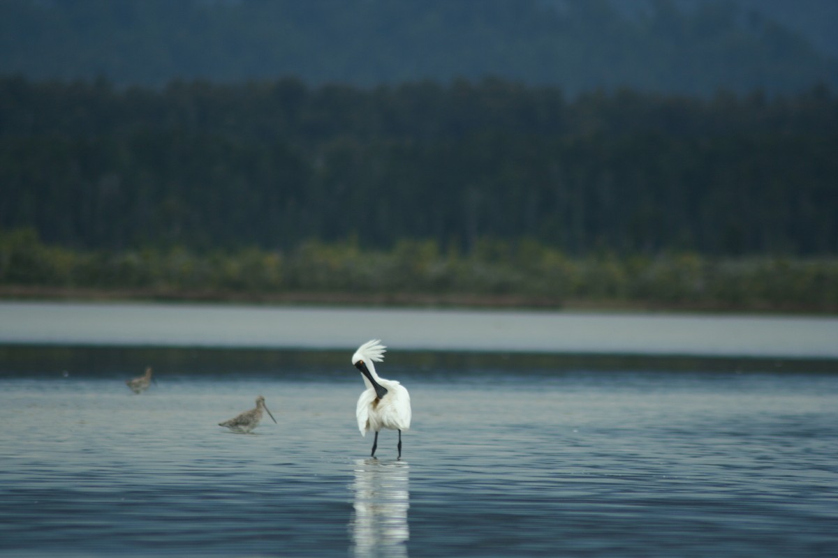 Bar-tailed Godwit - ML610632375