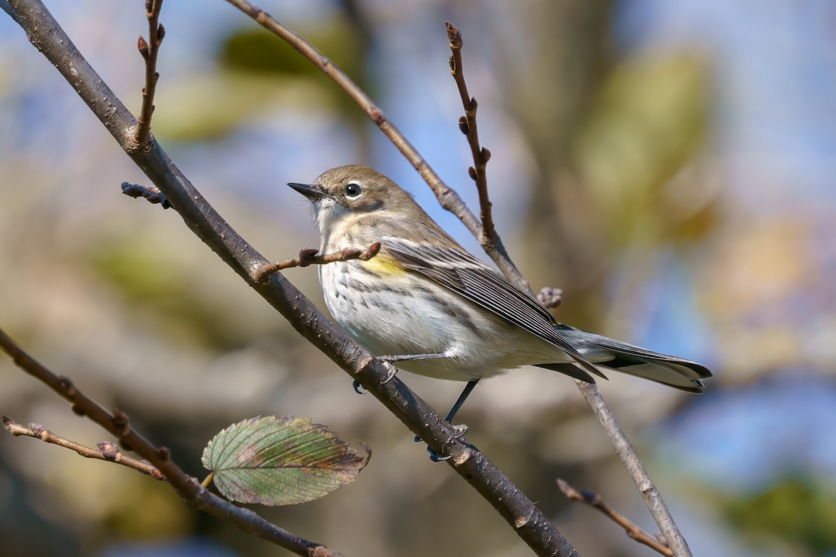 Yellow-rumped Warbler - ML610632379