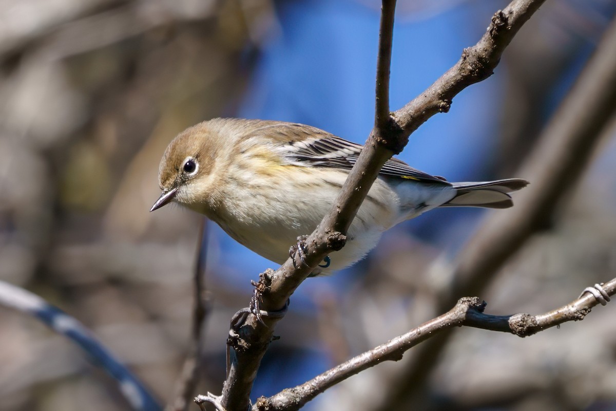 Yellow-rumped Warbler - ML610632385