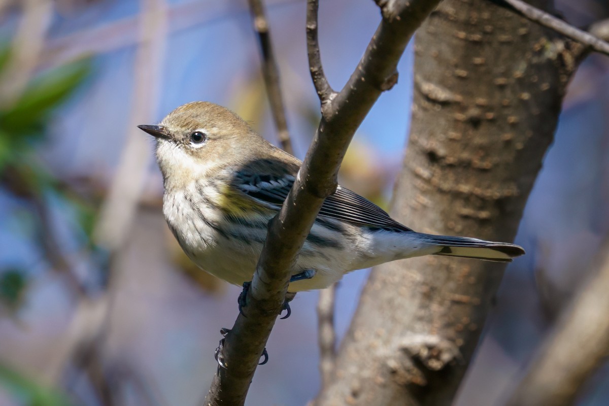 Yellow-rumped Warbler - ML610632391