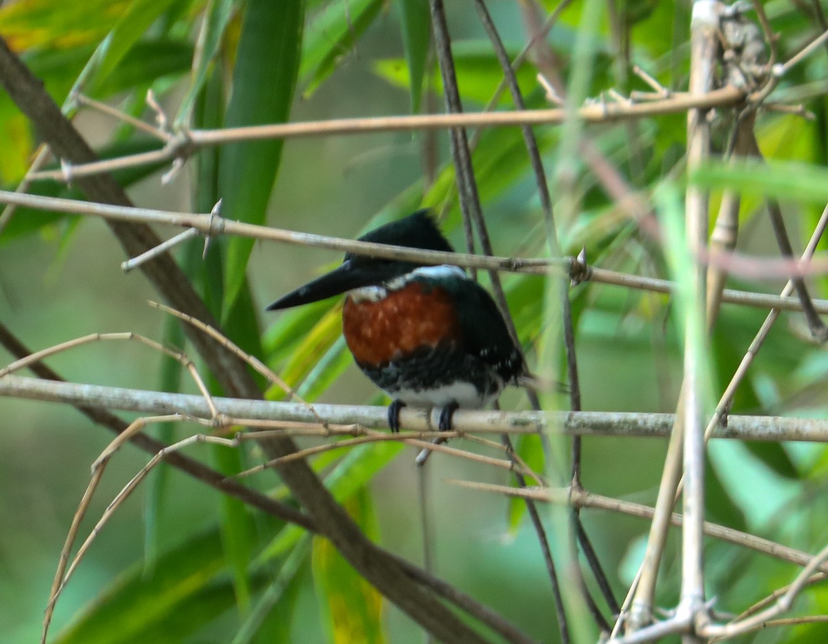 Amazon Kingfisher - Karaleah Reichart Bercaw