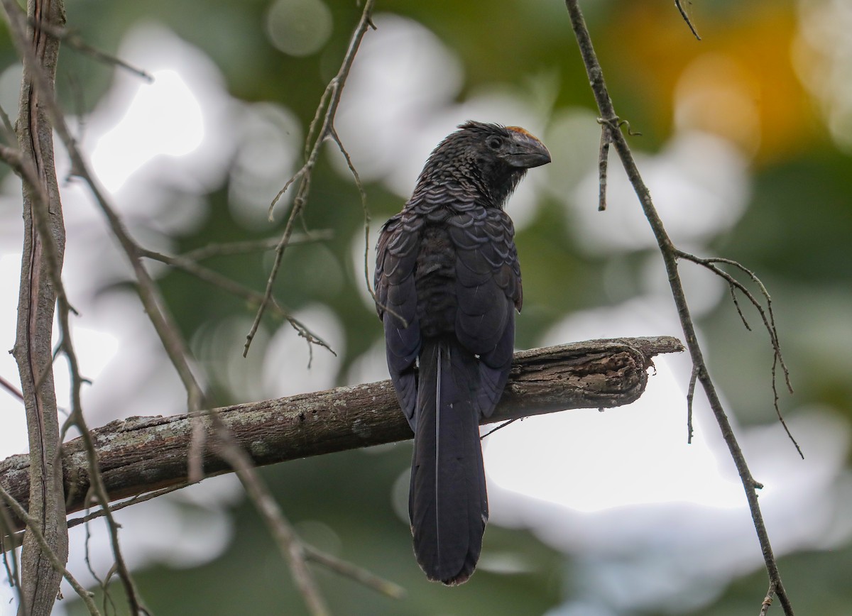 Smooth-billed Ani - ML610632582