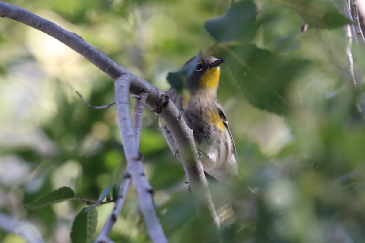 Yellow-rumped Warbler (Audubon's) - ML610632587