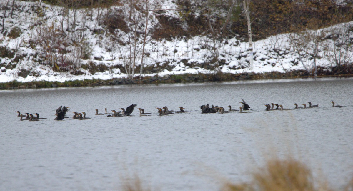 Double-crested Cormorant - ML610632606