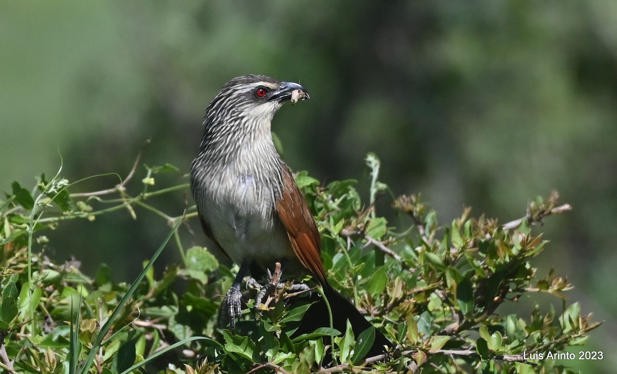 White-browed Coucal - ML610632610