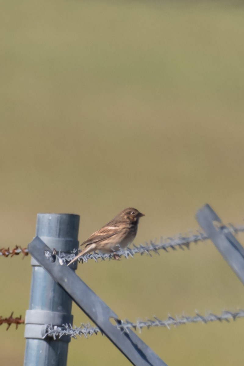 Vesper Sparrow - ML610632615