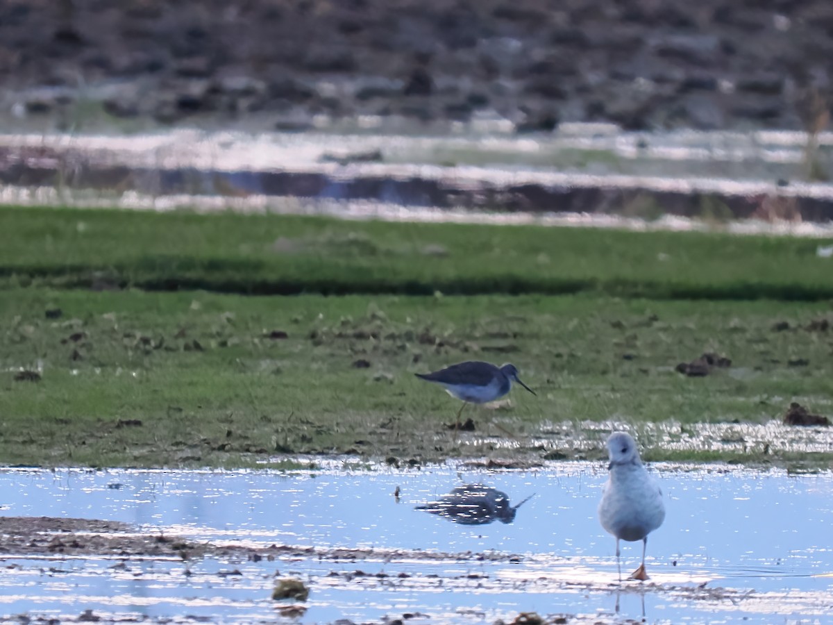 Greater Yellowlegs - ML610632630