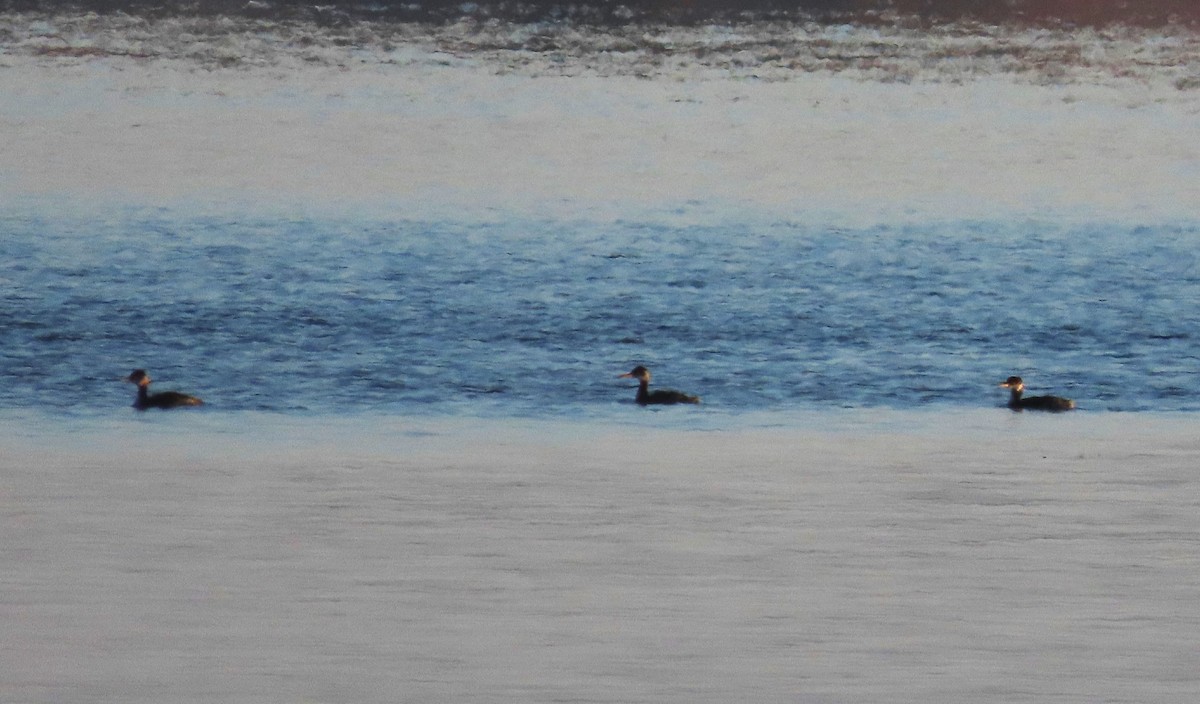 Red-necked Grebe - tom aversa