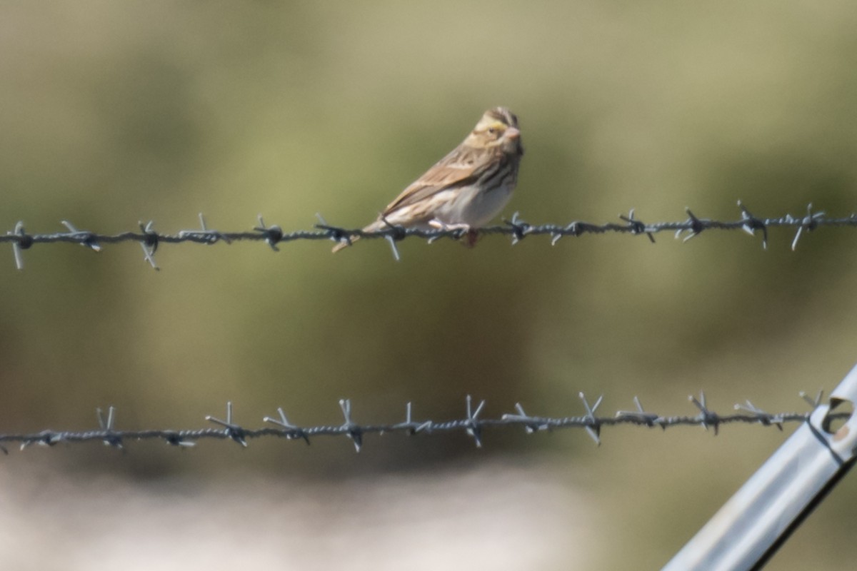 Savannah Sparrow - ML610632672