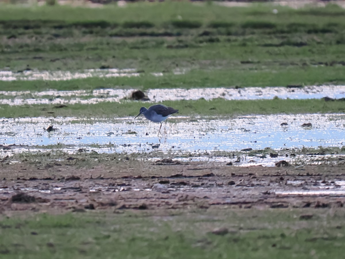 Greater Yellowlegs - ML610632673