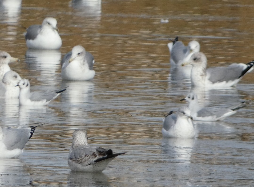 Bonaparte's Gull - ML610632680