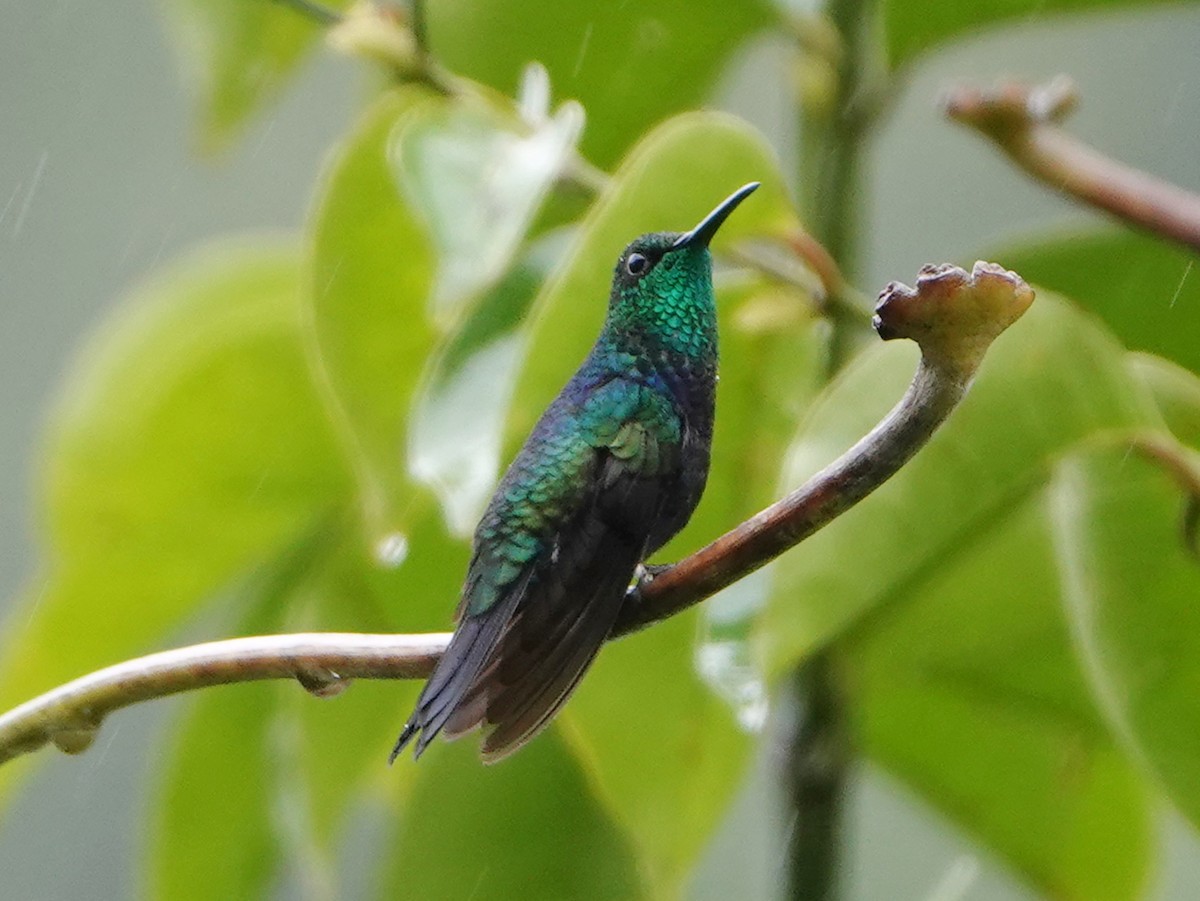 Zafiro Golondrina - ML610632681