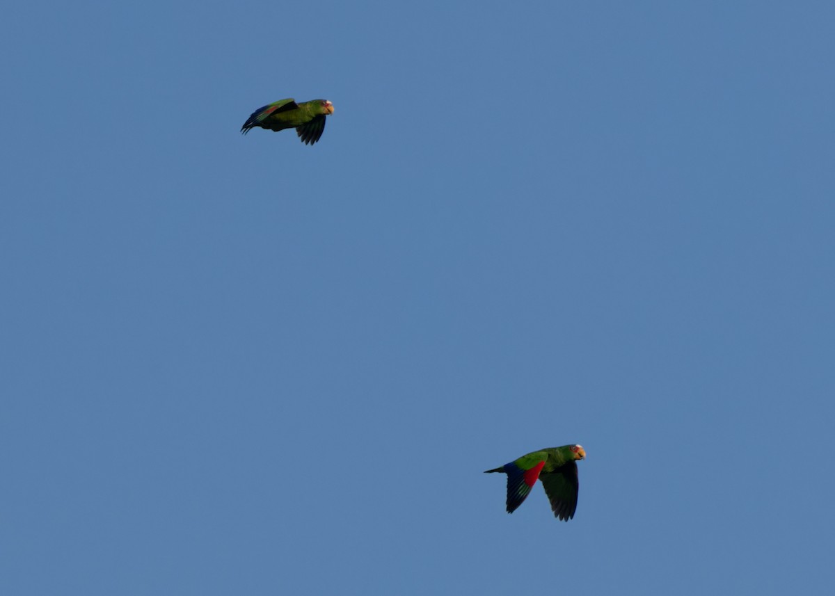 White-fronted Parrot - ML610632786
