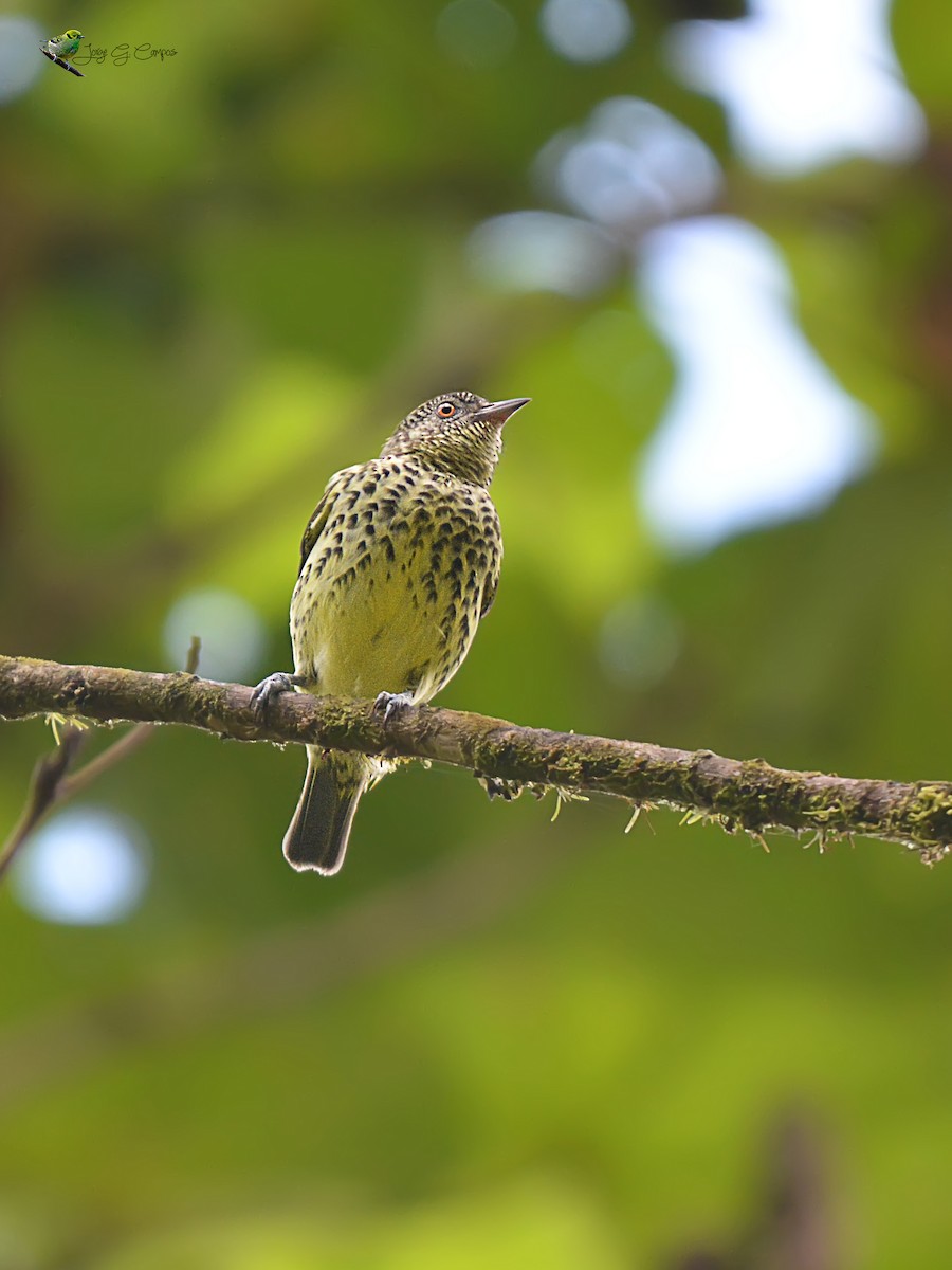 Sharpbill - Jorge Gabriel Campos