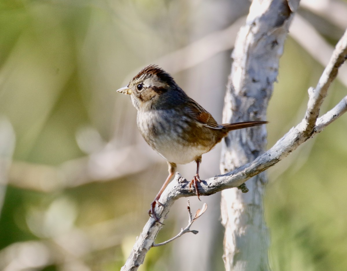 Swamp Sparrow - ML610632834