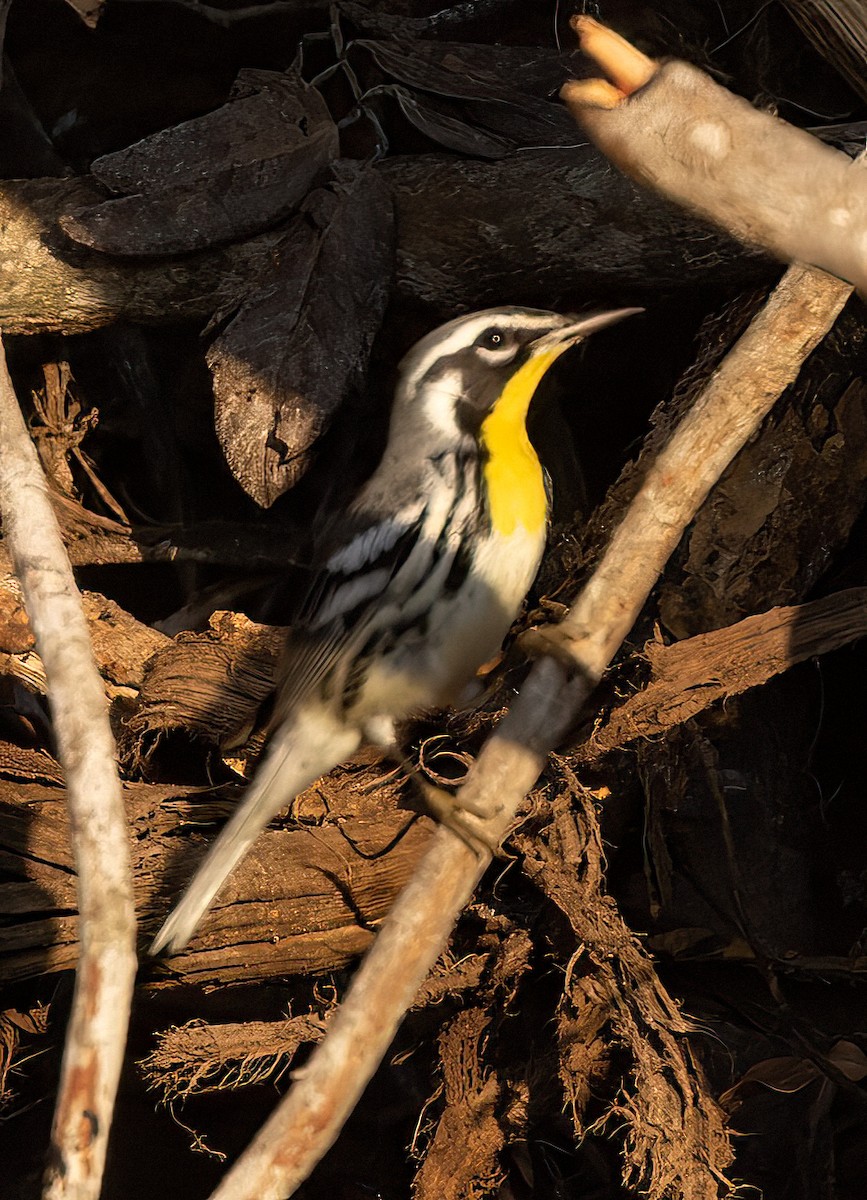 Yellow-throated Warbler - ML610632898