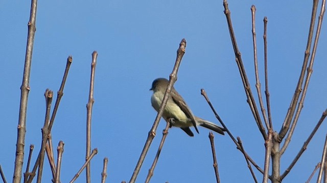 Eastern Phoebe - ML610632923