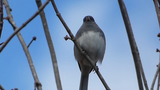 Junco ardoisé (hyemalis/carolinensis) - ML610632953