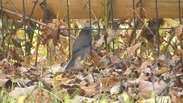 Junco ardoisé (hyemalis/carolinensis) - ML610632974