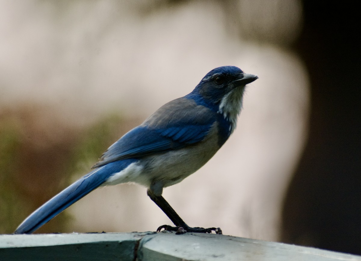 California Scrub-Jay - ML610633022