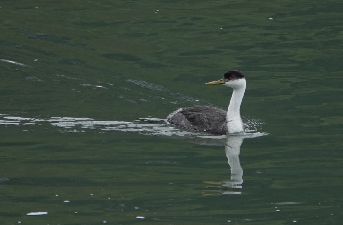 Western Grebe - ML610633082