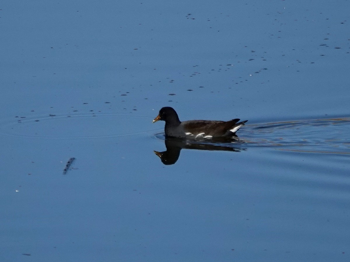 Gallinule d'Amérique - ML610633102