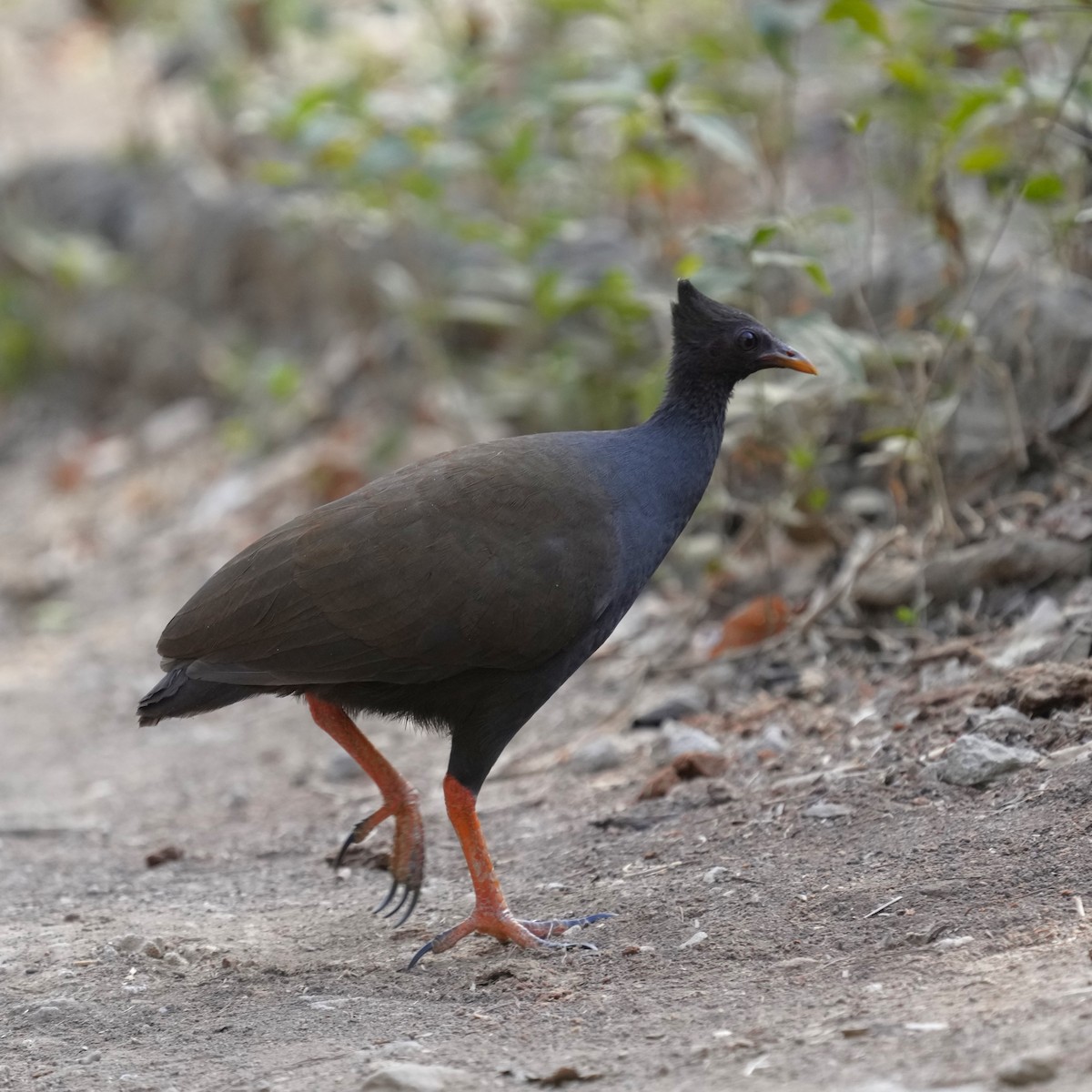 Orange-footed Megapode - ML610633105