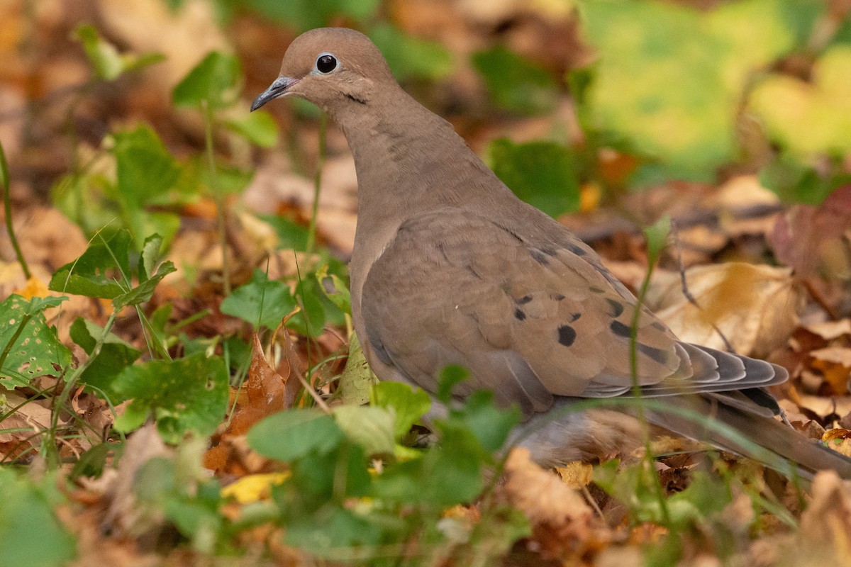 Mourning Dove - ML610633180