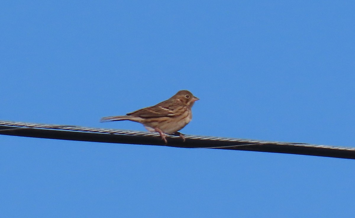 Vesper Sparrow - ML610633194